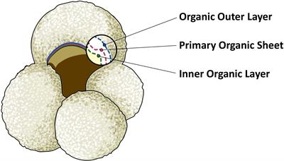 Composition of planktonic foraminifera test-bound organic material and implications for carbon cycle reconstructions